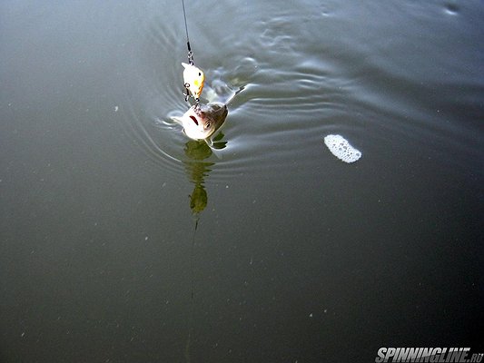 Изображение 1 : Первая в этом году голавлиная рыбалка!